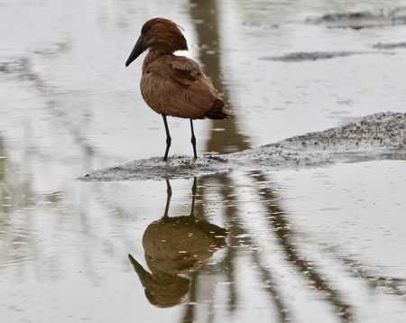 Hamerkop